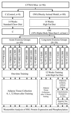 Post-exercise Effects and Long-Term Training Adaptations of Hormone Sensitive Lipase Lipolysis Induced by High-Intensity Interval Training in Adipose Tissue of Mice